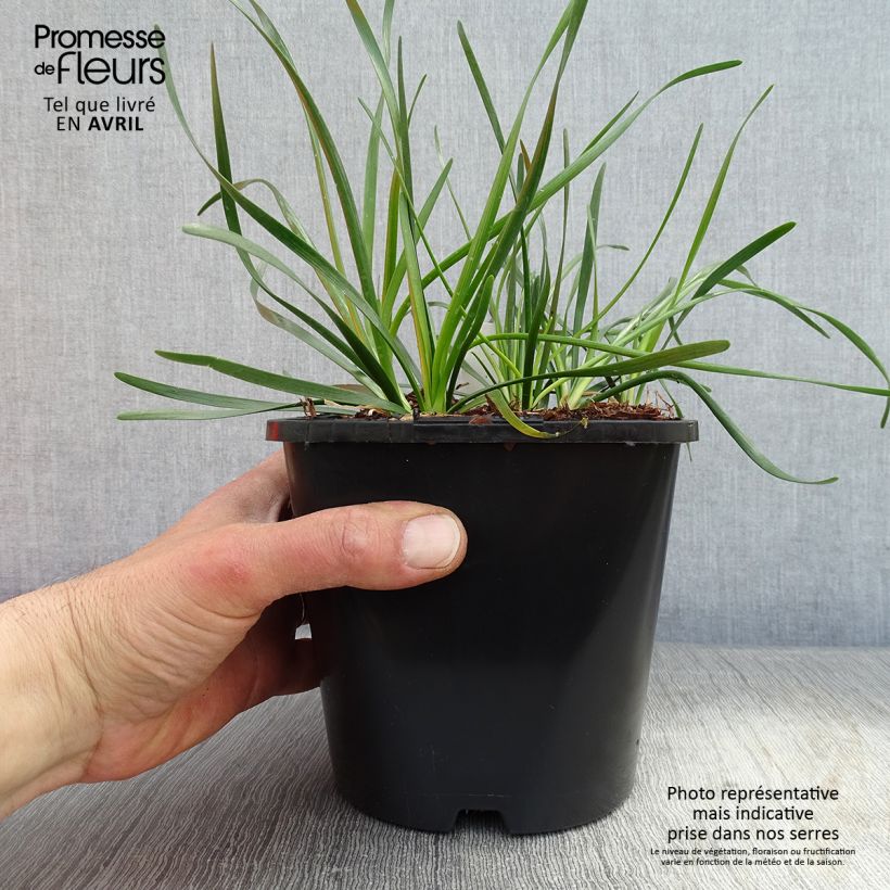 Spécimen de Ail d'ornement - Allium senescens Lisa Green Pot de 2L/3L tel que livré au printemps