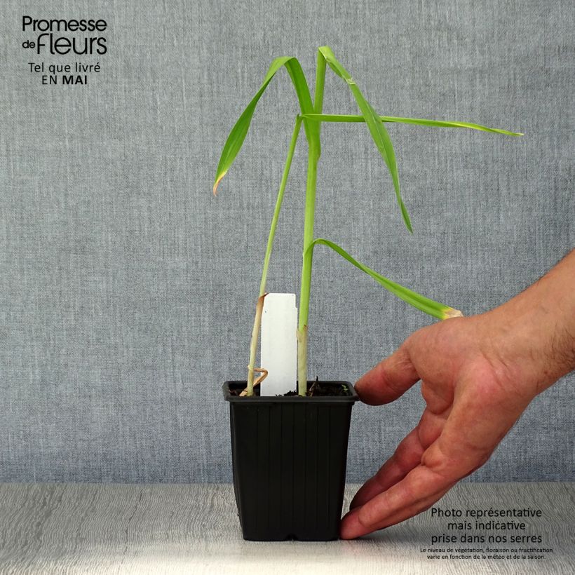 Example of Ail rocambole - Allium scorodoprasum Godet de 8/9 cm as you get in printemps