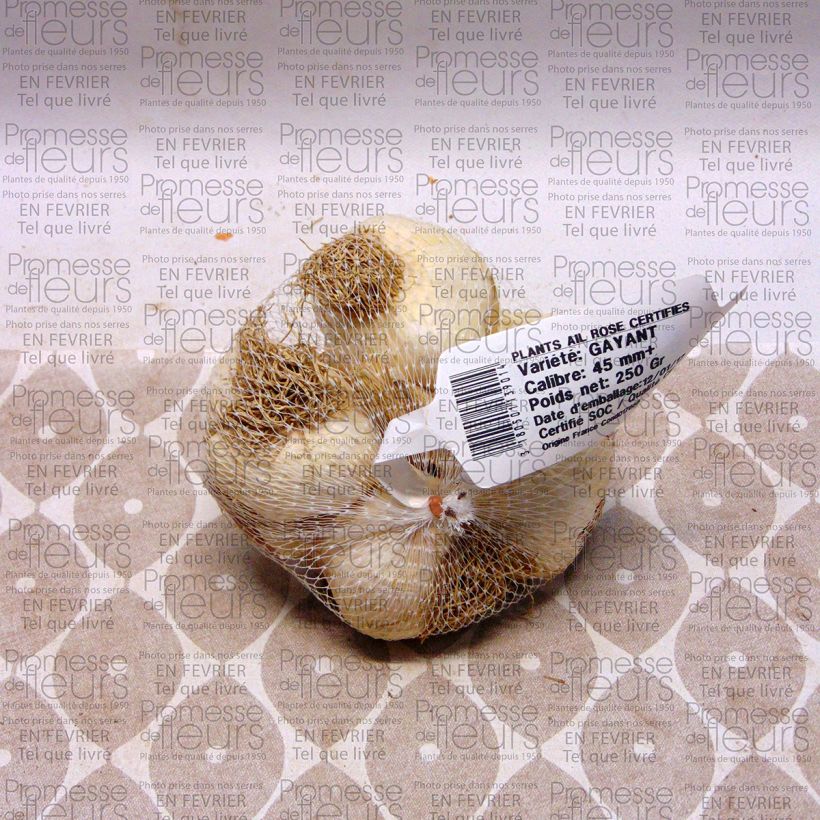 Exemple de spécimen de Ail rose Gayant - Allium sativum en plants Pièce calibre 28/40 mm, Sac de 250g tel que livré