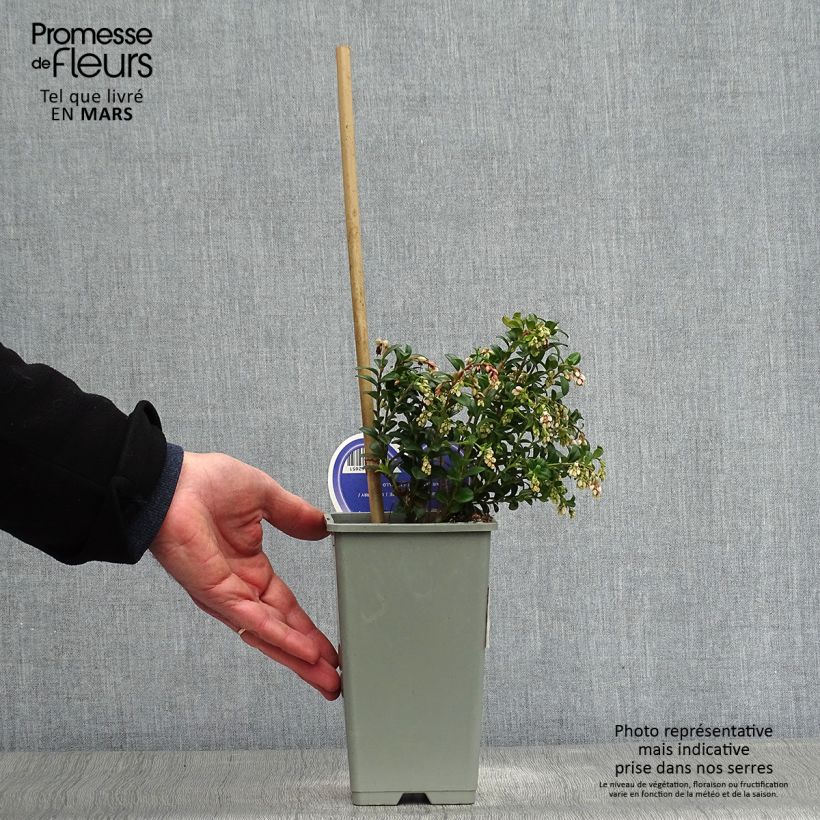 Example of Airelle, Vaccinium vitis idaea Pot de 1,5L/2L as you get in printemps