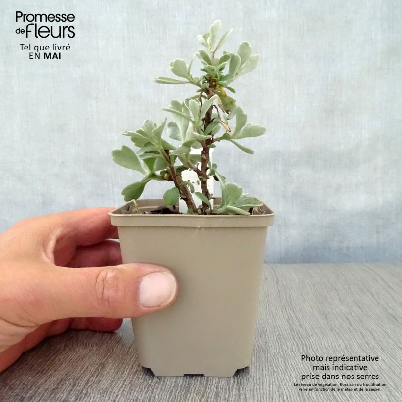 Example of Ajania pacifica Gold and Silver - Chrysanthème du Pacifique Godet de 8/9 cm as you get in printemps