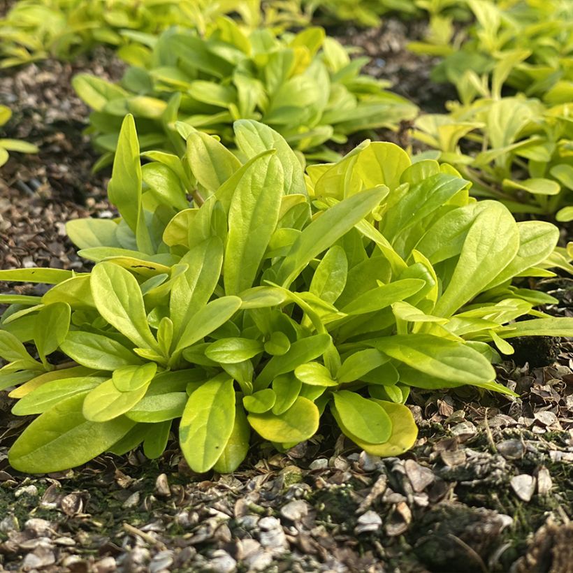 Bugle rampante - Ajuga tenorii Cordial Canary (Port)