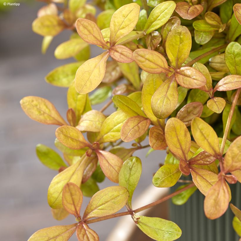 Ajuga Feathered Friends Fancy Finch - Bugle rampante (Foliage)