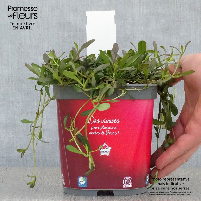 Spécimen de Ajuga Noble Nightingale - Bugle rampante Pot de 2L/3L tel que livré au printemps