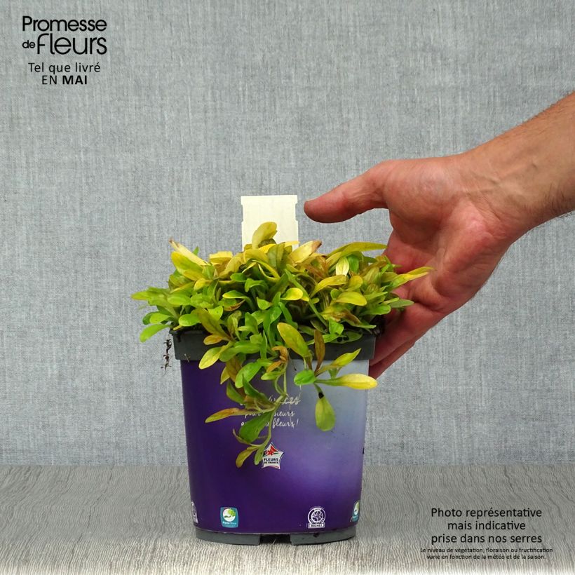 Spécimen de Ajuga Petite Parakeet - Bugle rampante Pot de 2L/3L tel que livré au printemps