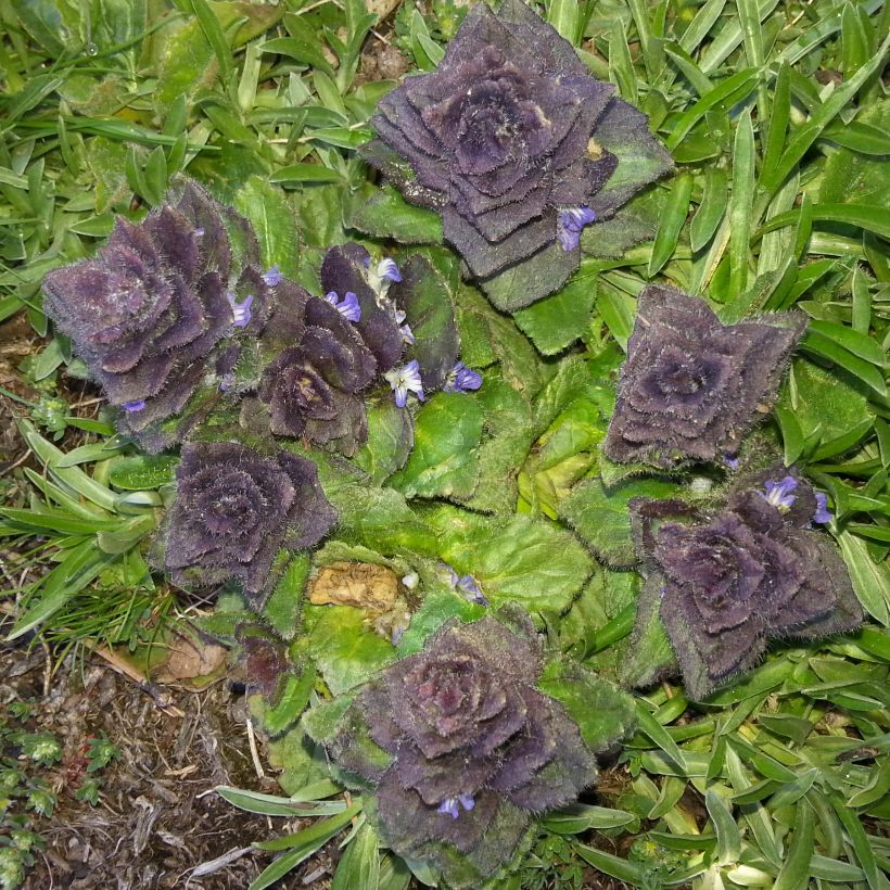 Ajuga pyramidalis (Foliage)