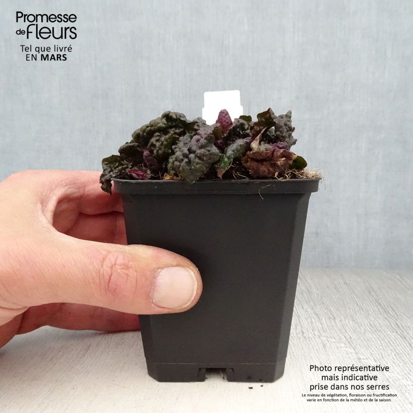 Spécimen de Ajuga pyramidalis Metallica Crispa Godet de 8/9 cm tel que livré au printemps