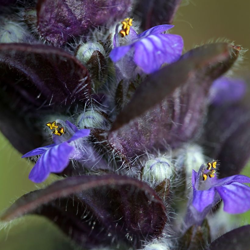Ajuga pyramidalis (Flowering)