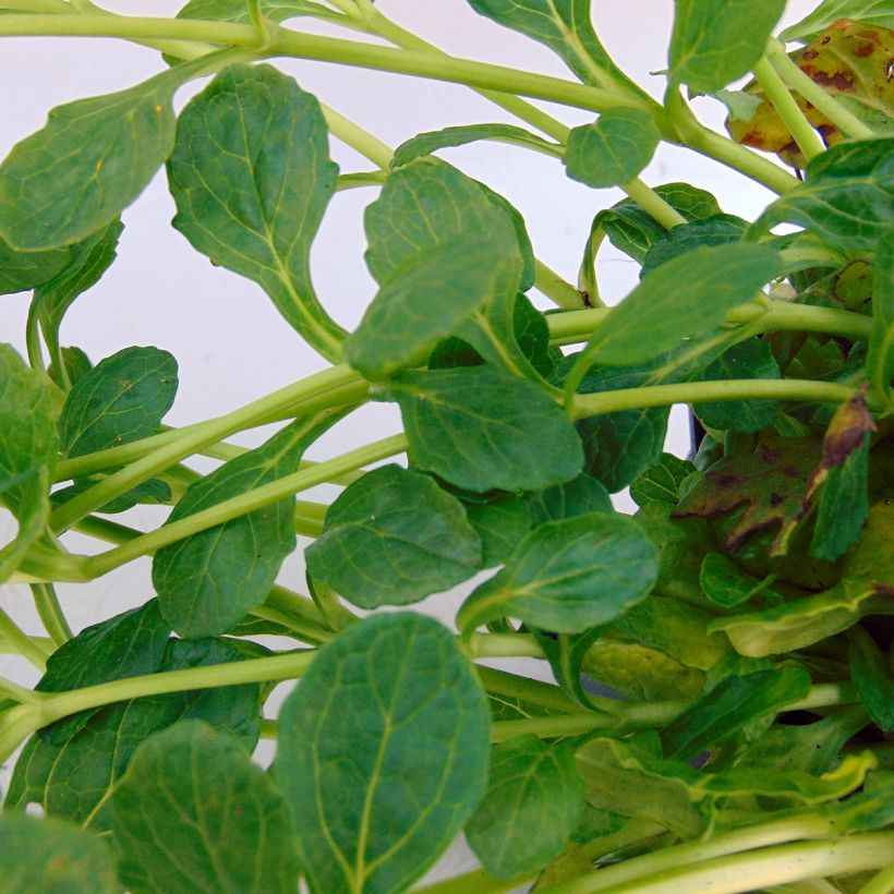Ajuga reptans Alba - Bugle rampant (Foliage)