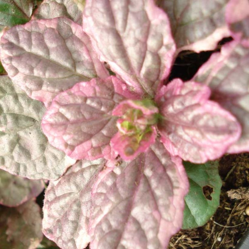 Bugle rampante - Ajuga reptans Burgundy Glow (Foliage)