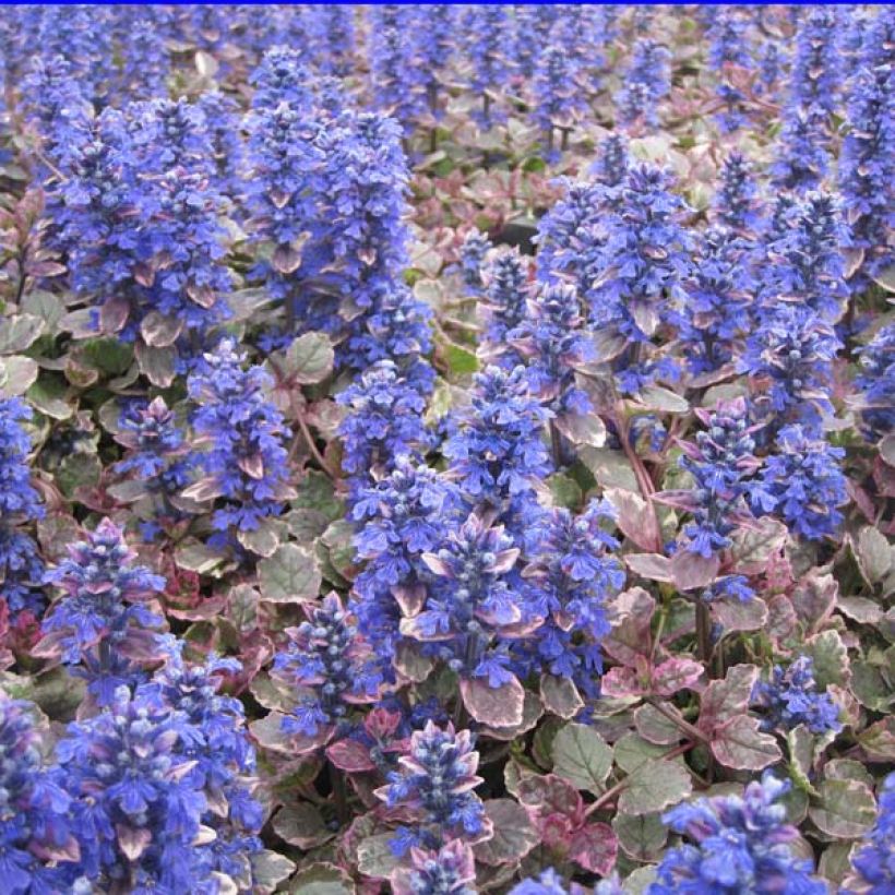 Bugle rampante - Ajuga reptans Burgundy Glow (Plant habit)