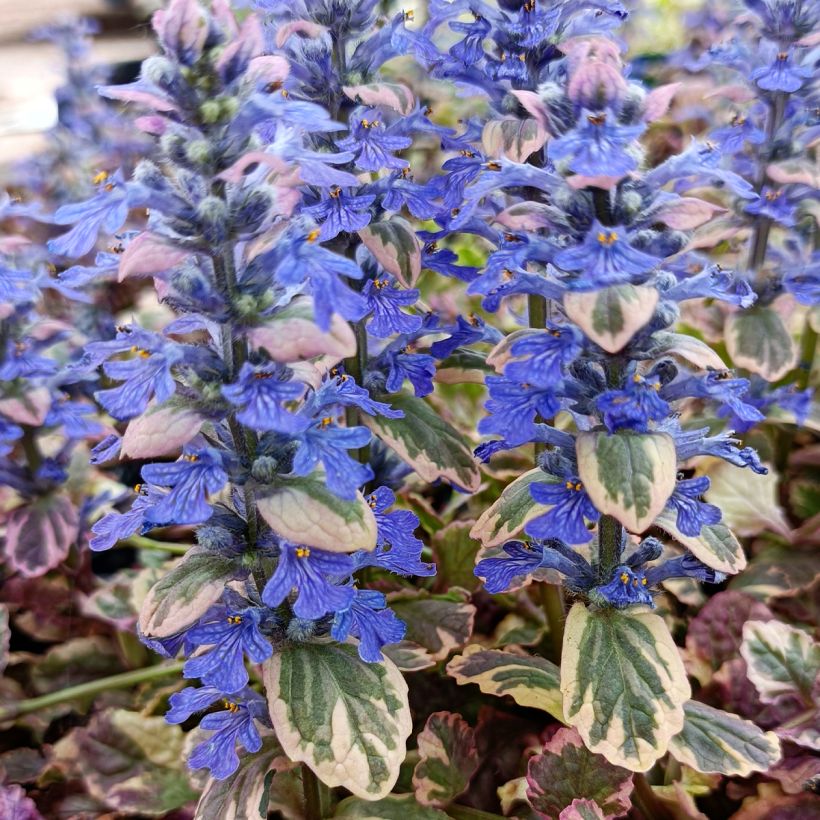 Bugle rampante - Ajuga reptans Burgundy Glow (Floraison)