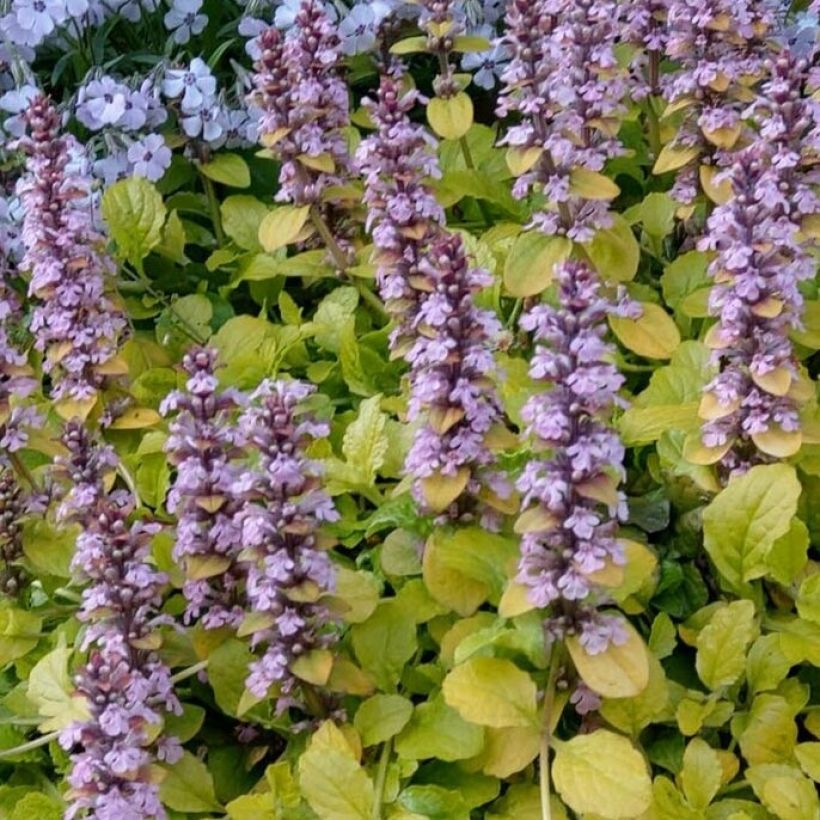 Bugle rampante - Ajuga reptans Gold Chang (Foliage)