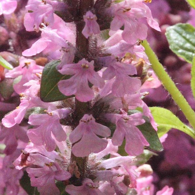 Bugle rampante - Ajuga reptans Purple Torch (Flowering)