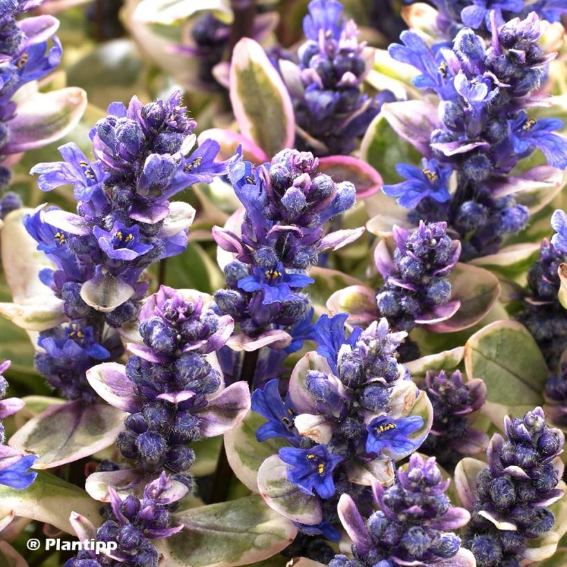 Bugle rampante - Ajuga tenorii Princess Nadia (Flowering)