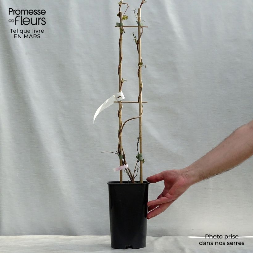 Example of Akebia longeracemosa - Akébie à longue grappe Pot de 2L/3L as you get in printemps