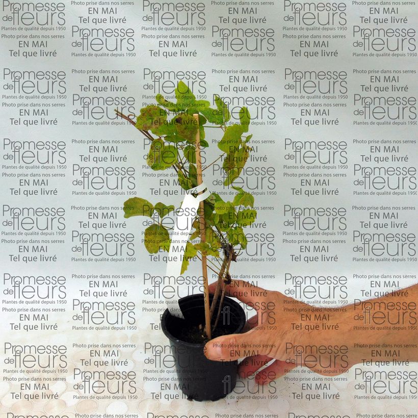 Example of Akebia quinata - Akébie à cinq feuilles Godet de 8/9 cm as you get