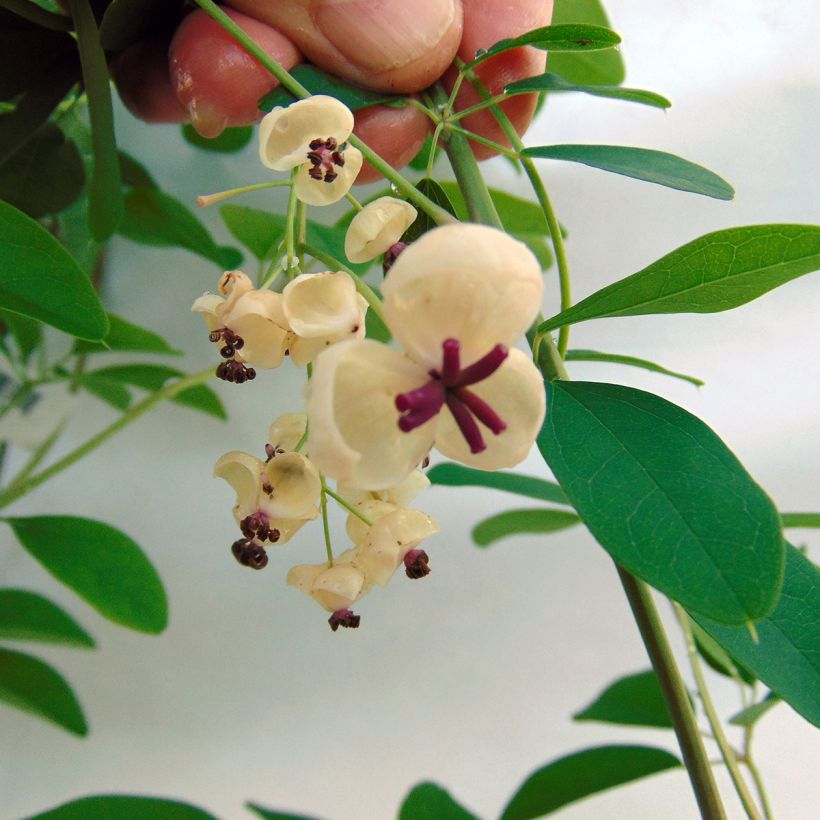 Akebia quinata Cream Form (Flowering)