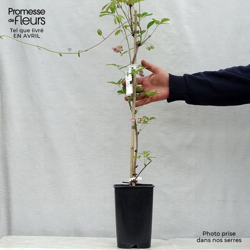 Example of Akebia quinata Cream Form Pot de 2L/3L as you get in printemps