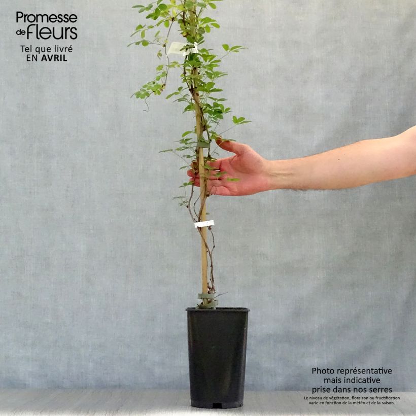Example of Akebia quinata Silver Bells Pot de 2L/3L as you get in printemps
