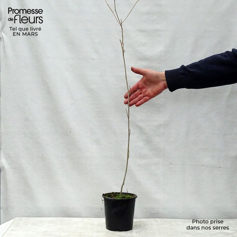 Example of Alangium chinense Pot de 7,5L/10L as you get in printemps