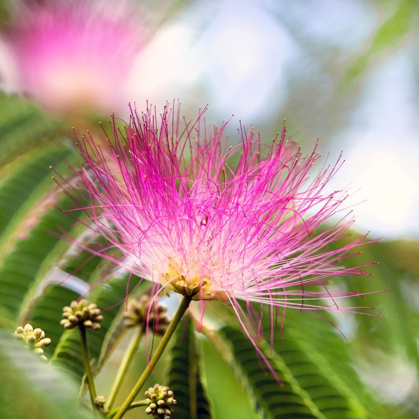 Albizia julibrissin Ombrella - Arbre à soie (Flowering)