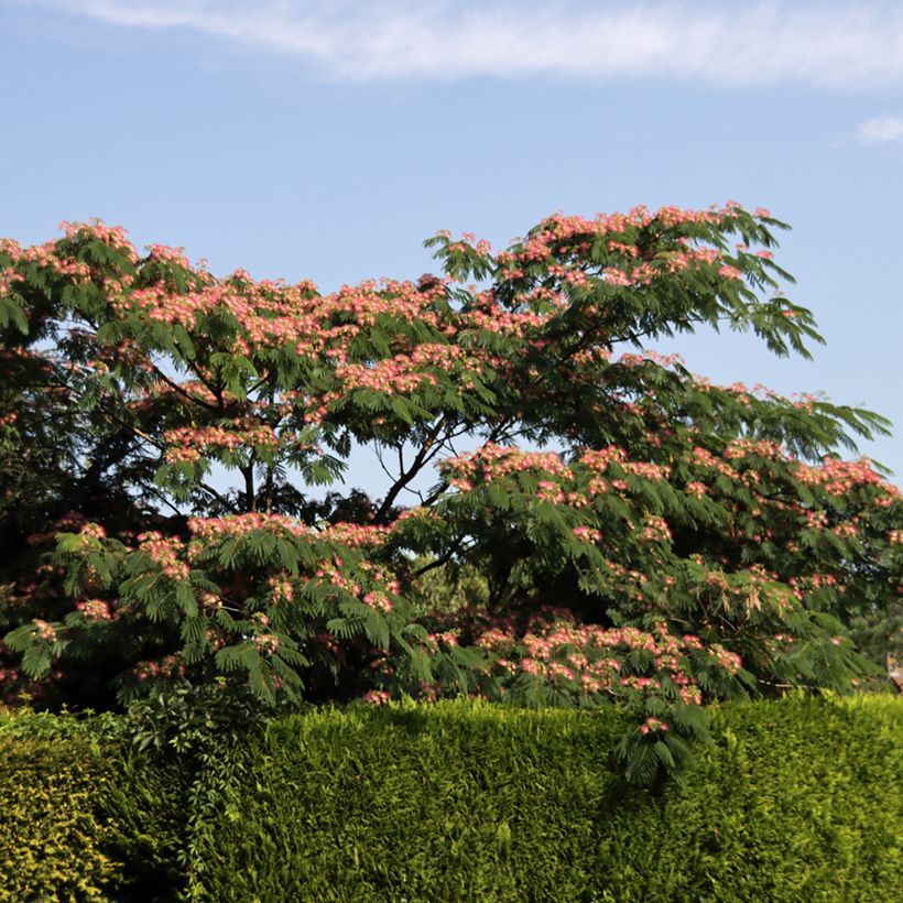 Albizia julibrissin Ombrella - Arbre à soie (Plant habit)