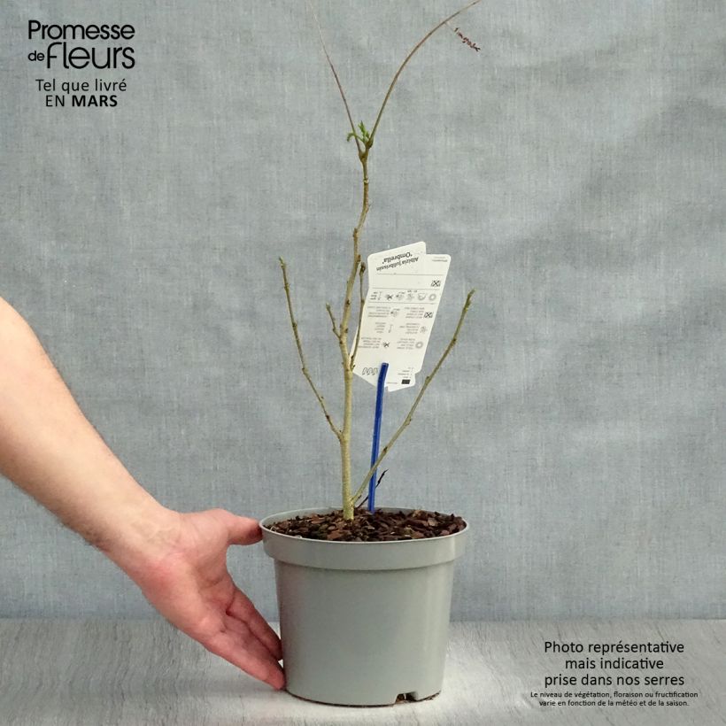 Example of Albizia julibrissin Ombrella - Arbre à soie Pot de 3L/4L as you get in printemps