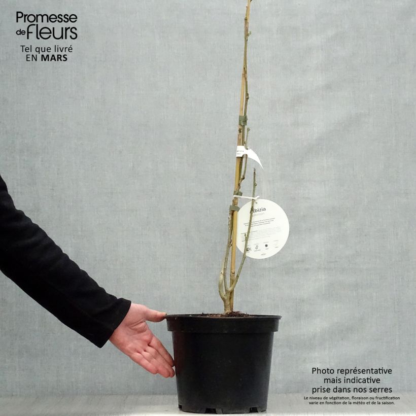 Example of Albizia julibrissin Ombrella - Arbre à soie Pot de 6L/7L as you get in printemps