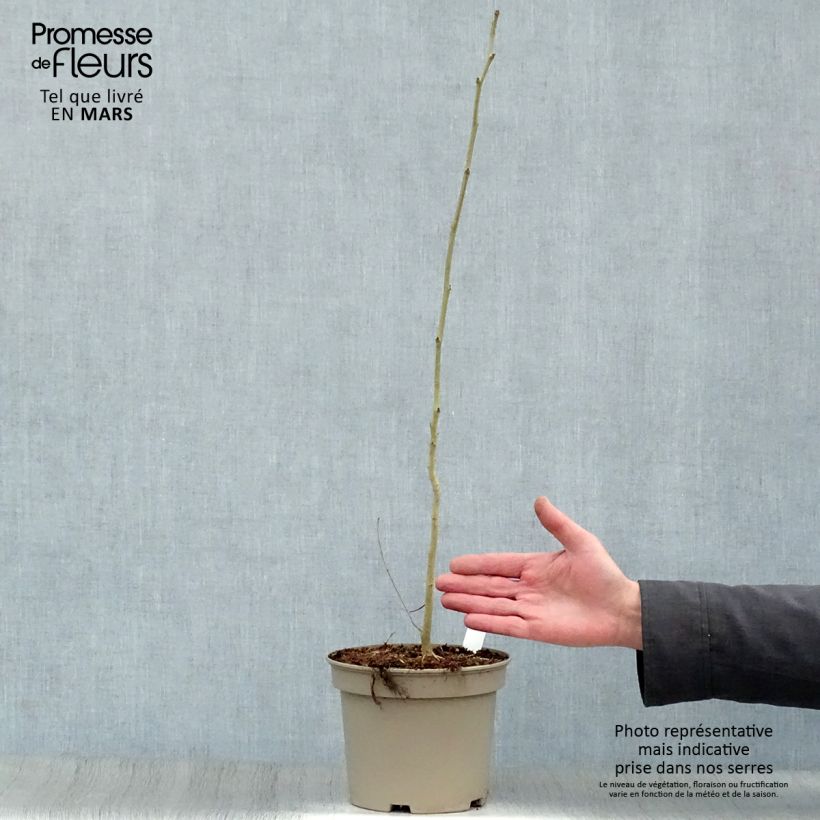 Spécimen de Albizia julibrissin Rosea - Arbre à soie rose Pot de 2L/3L tel que livré au printemps