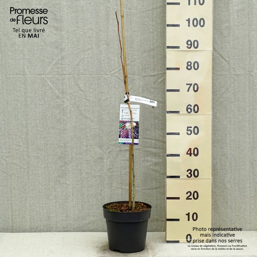 Example of Albizia julibrissin Summer Chocolate - Arbre à soie Pot de 7,5L/10L as you get in printemps