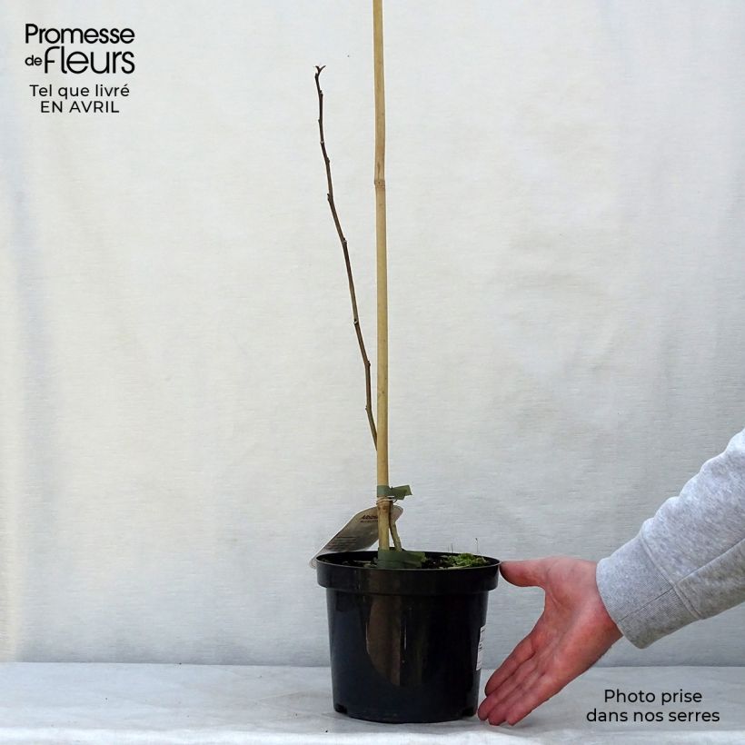 Example of Albizia julibrissin Summer Chocolate - Arbre à soie Pot de 3L/4L as you get in printemps