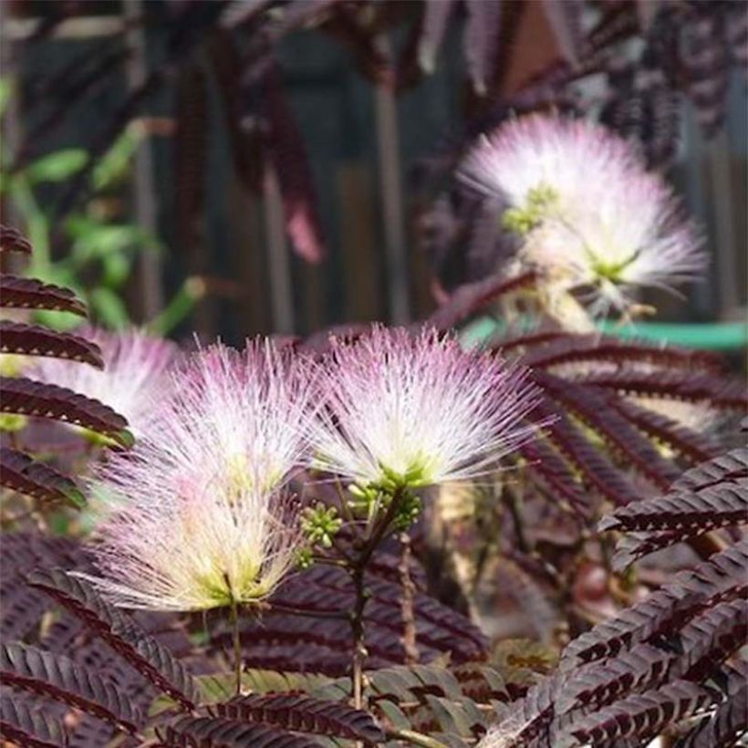 Albizia julibrissin Summer Chocolate - Arbre à soie (Flowering)