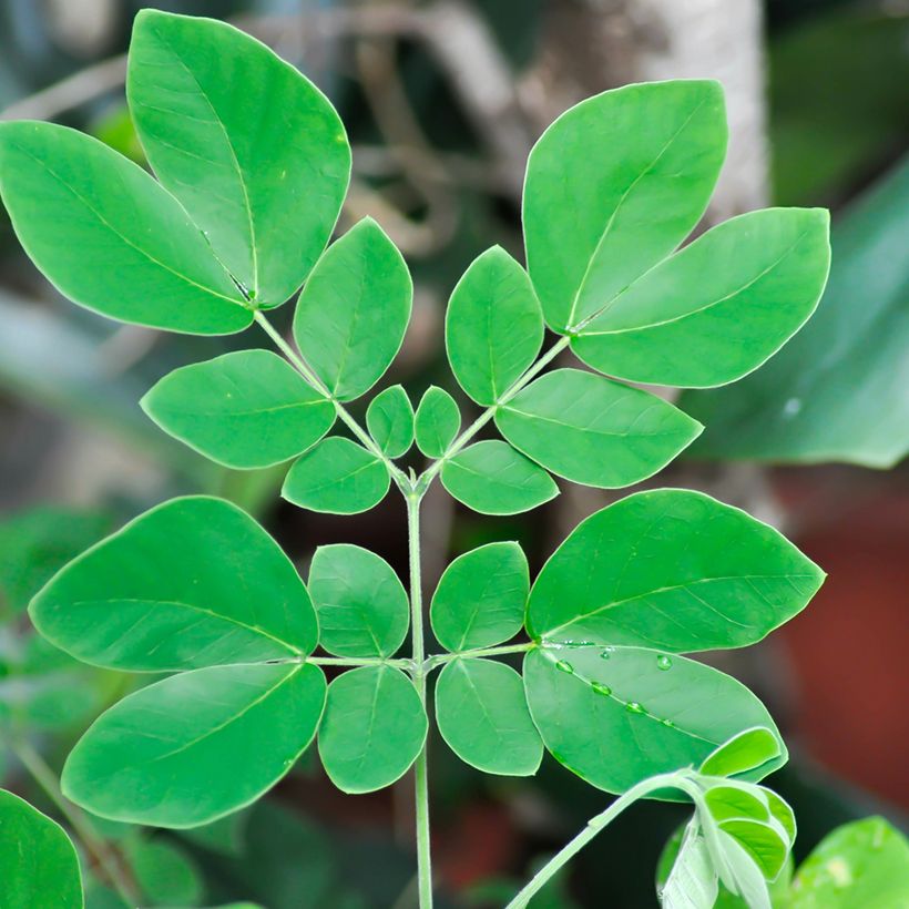 Albizia saman - Arbre à pluie (Foliage)
