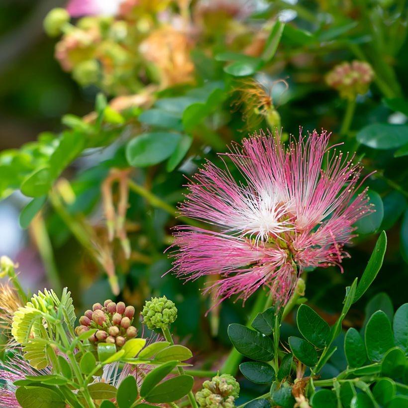 Albizia saman - Arbre à pluie (Flowering)