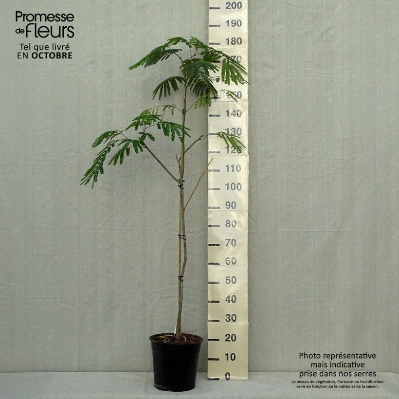 Spécimen de Albizzia Tropical Dream - Arbre à soie Pot de 7,5L/10L tel que livré en automne