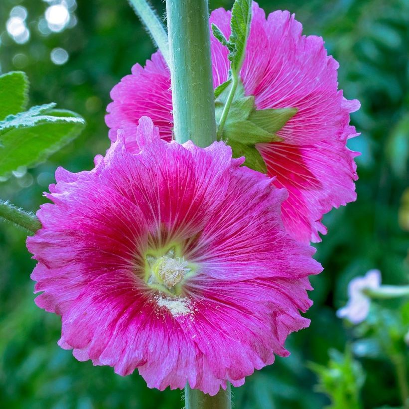 Alcea ficifolia - Rose trémière à feuilles de figuier (Flowering)