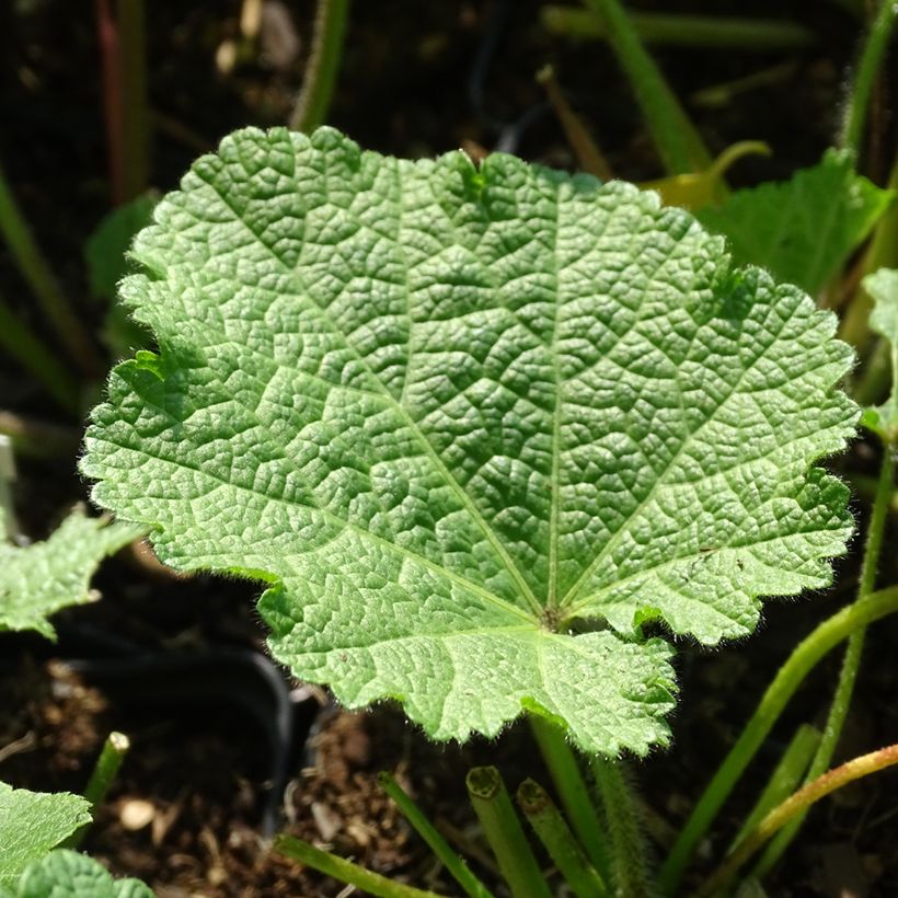 Alcea ficifolia Las Vegas - Rose trémière (Foliage)