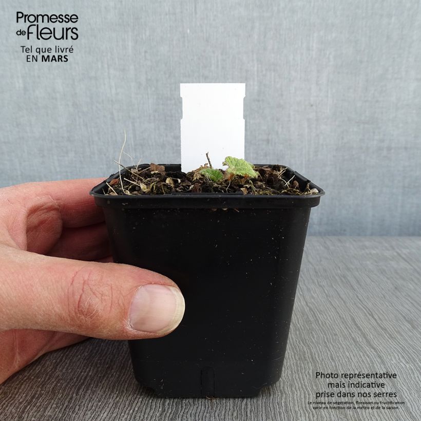 Example of Alcea ficifolia Las Vegas - Rose trémière Godet de 8/9 cm as you get in hiver