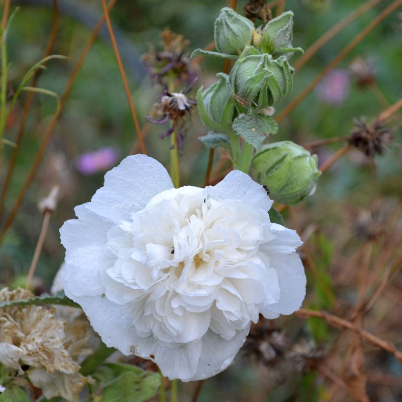 Graines de Rose trémière Chater’s Double Icicle - Alcea rosea (Flowering)