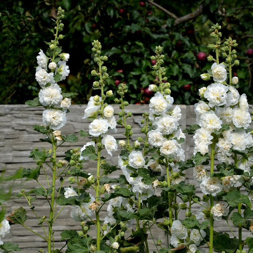 Graines de Rose trémière Chater’s Double Icicle - Alcea rosea (Plant habit)