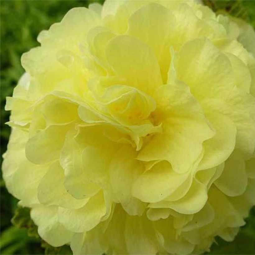 Rose trémière - Alcea rosea Chater's Double Jaune (Flowering)