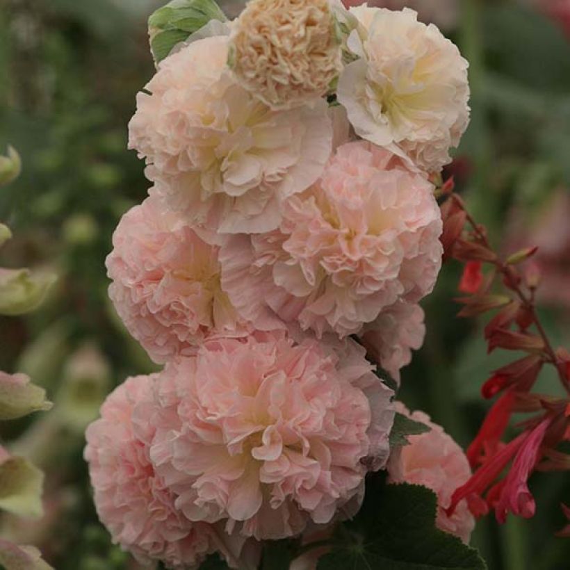 Rose trémière - Alcea rosea Chater's Double saumon (Flowering)