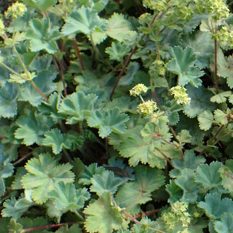 Alchemilla caucasica - Alchémille de Caucase (Foliage)