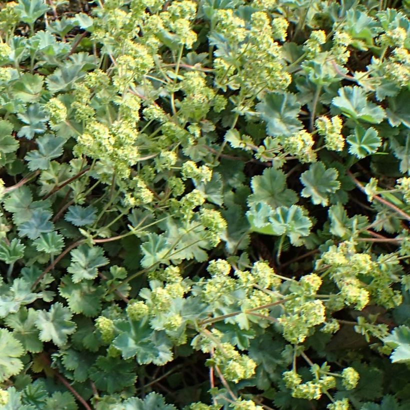 Alchemilla caucasica - Alchémille de Caucase (Flowering)