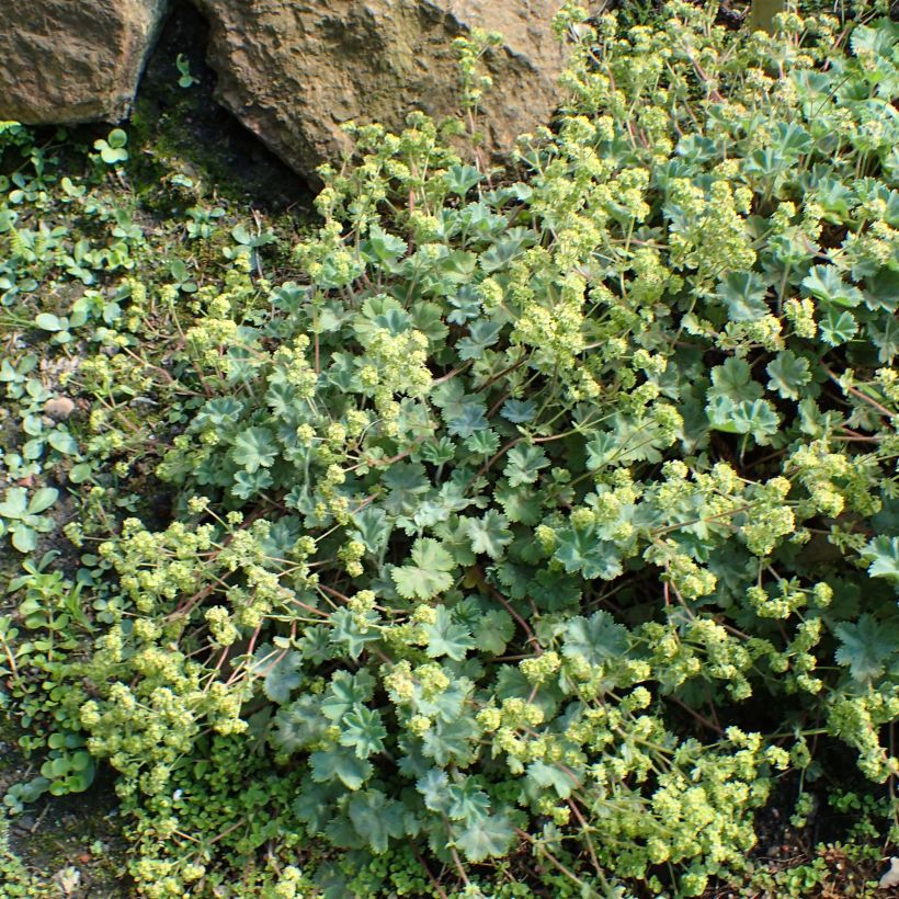 Alchemilla caucasica - Alchémille de Caucase (Plant habit)