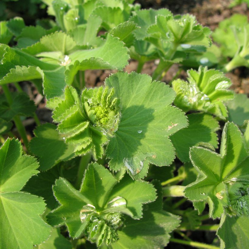 Alchemilla epipsila - Alchemille (Foliage)