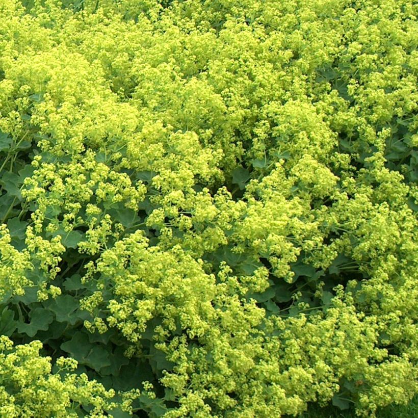 Alchemille Thriller - Alchemilla mollis (Flowering)