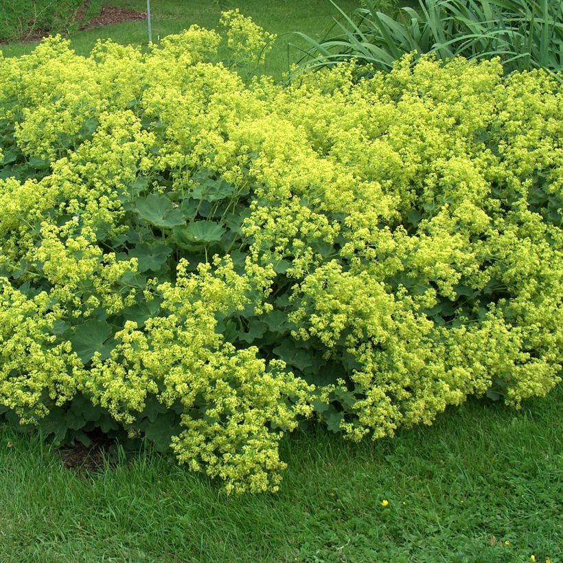Alchemille Thriller - Alchemilla mollis (Plant habit)