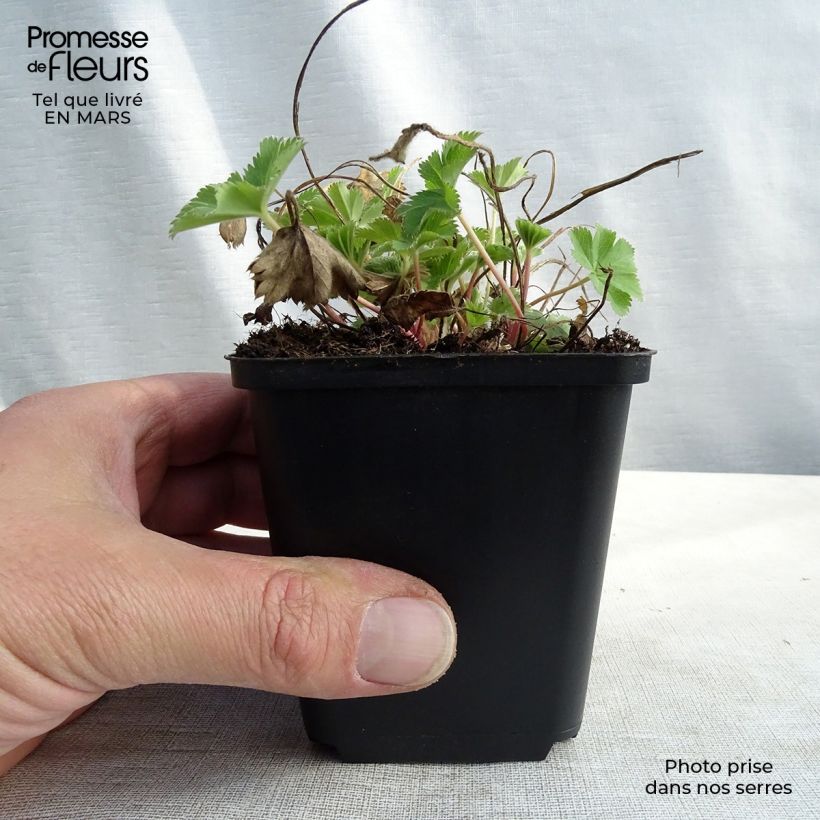 Example of Alchemilla sericata Gold Strike - Alchemille Godet de 8/9 cm as you get in printemps